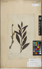 Foto von Salix myrsinifolia Salisb. x Salix phylicifolia L.